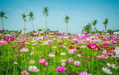 秋天種什麼花|秋天植物盛開指南：金針花、杭菊、韭菜花、楓葉、芒。